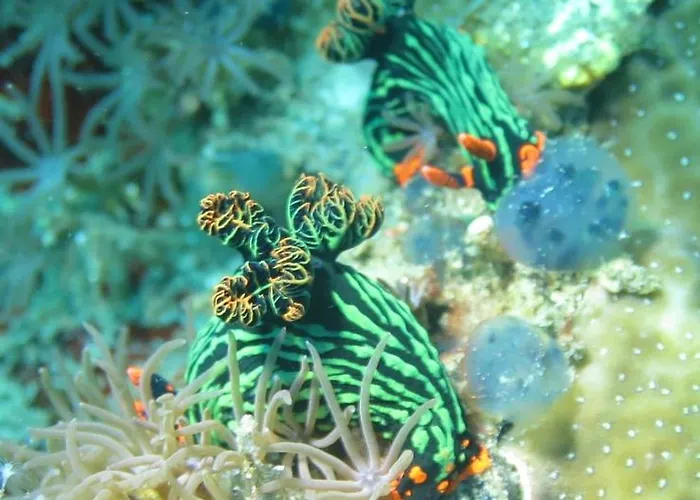 Hotel Dhita Bila & Dive